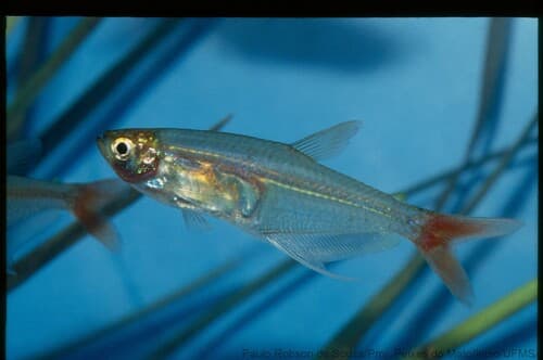 Glass Bloodfin Tetra