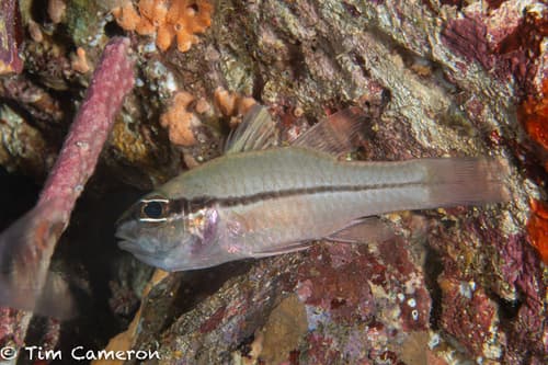 Oblique-banded Cardinalfish