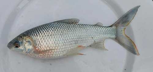 Prochilodus magdalenae