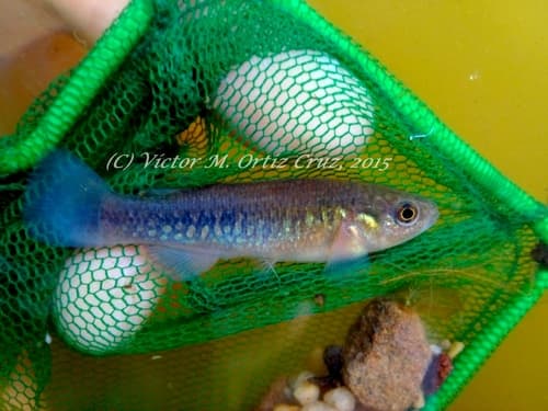 Mixteca Killifish