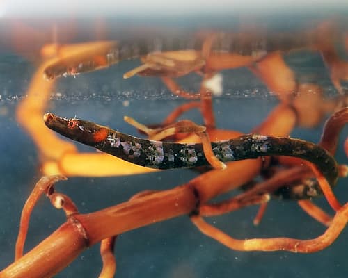 Prophet's Pipefish