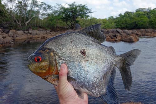 Prosomyleus rhomboidalis