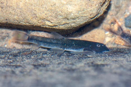 Whitehead's Hillstream Loach