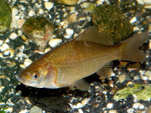 Prussian Carp