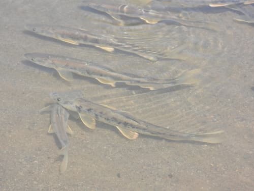 Przewalskii's Naked Carp