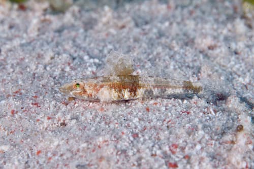 Dwarf Sand Goby
