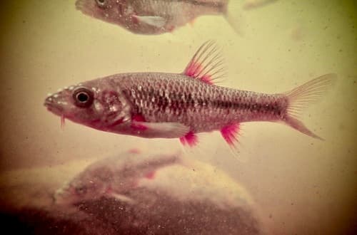 Pseudobarbus outeniqua