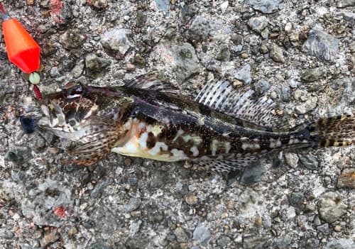 Pseudoblennius cottoides