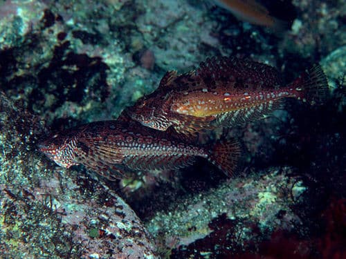 Marbled Blenny