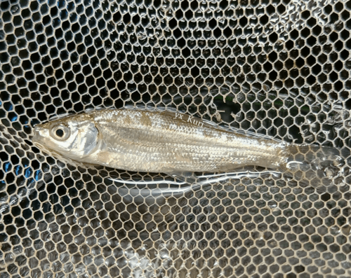 Simon's Silver Bream