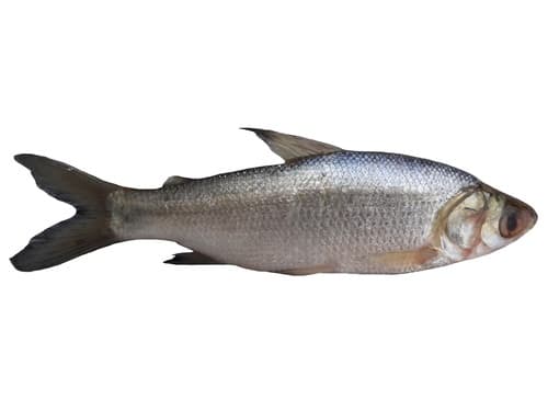 Pseudocurimata boulengeri