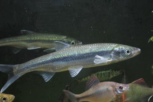 Pseudohemiculter dispar