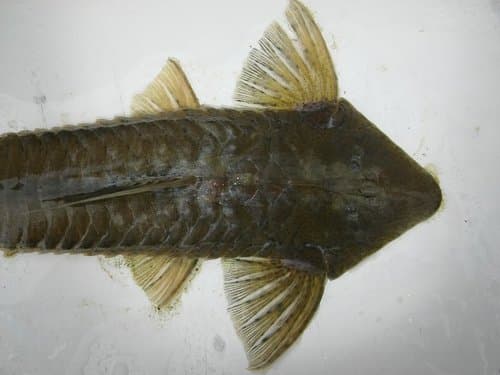 Pseudohemiodon laticeps