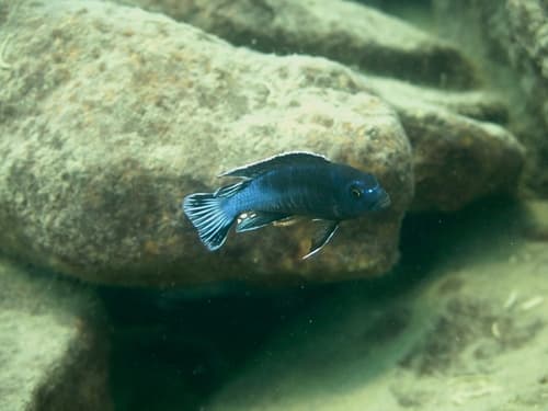 Pseudotropheus perileucos