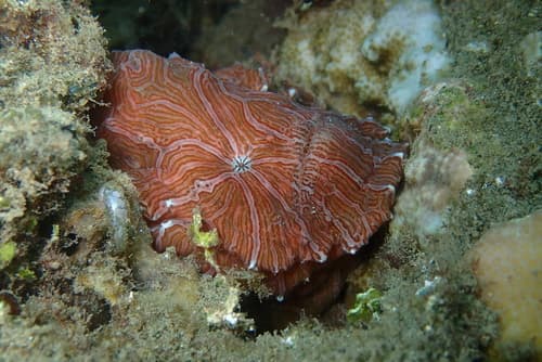 Psychedelic Frogfish