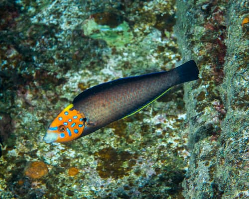 Psychedelic Wrasse
