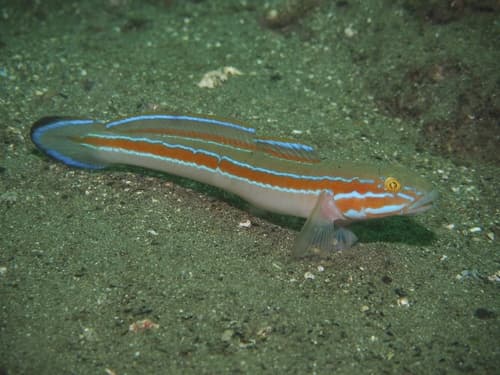 Virgo Goby