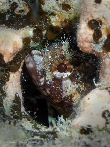 Puffcheek Blenny