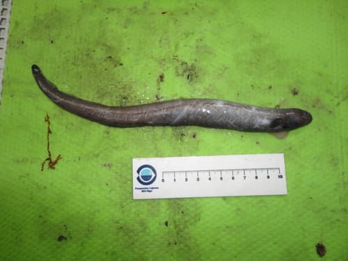 Pugnose Eel