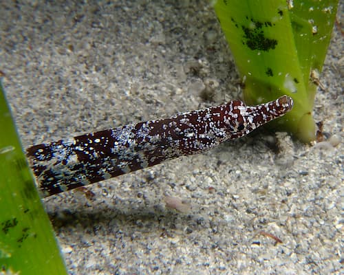 Pugnose Pipefish