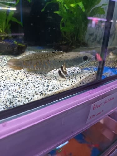 Pulchra Snakehead