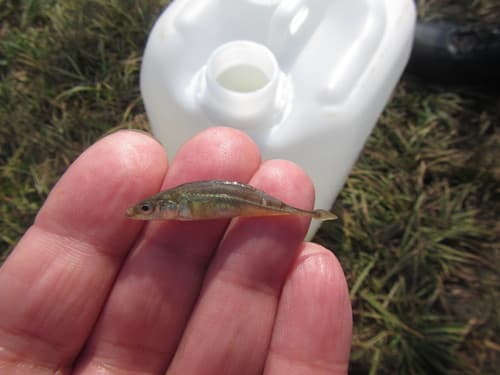 Busse's Nine-spined Stickleback