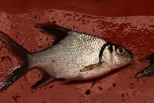 Puntioplites waandersi