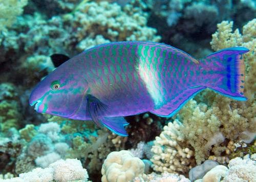 Purple-brown Parrotfish