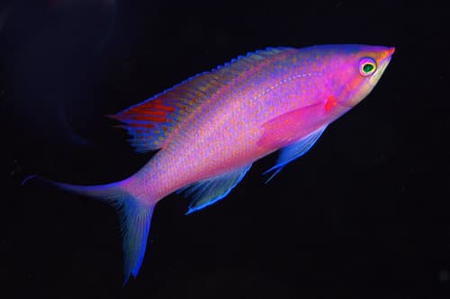 Purple Queen Anthias