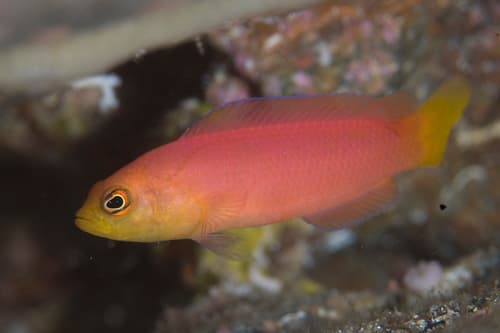 Purple-tailed Dottyback