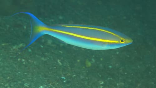 Purple Threadfin Bream