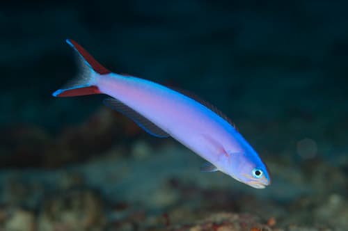 Purple Tilefish