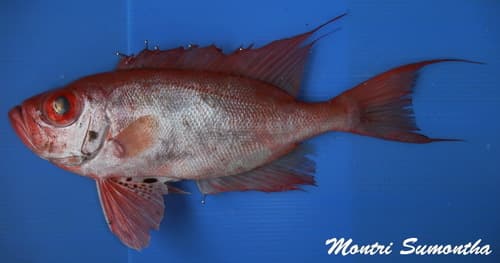 Purplespotted Bigeye