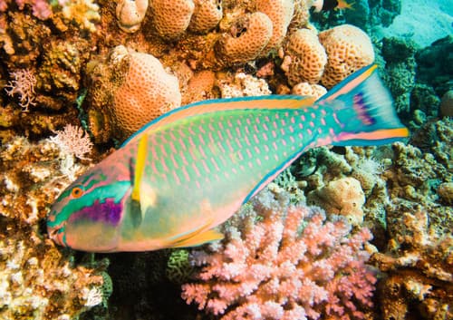 Purplestreak Parrotfish