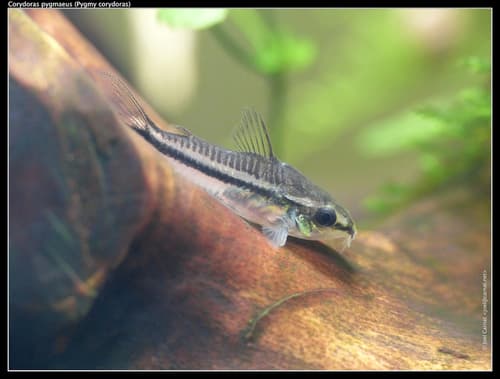 Pygmy Corydoras