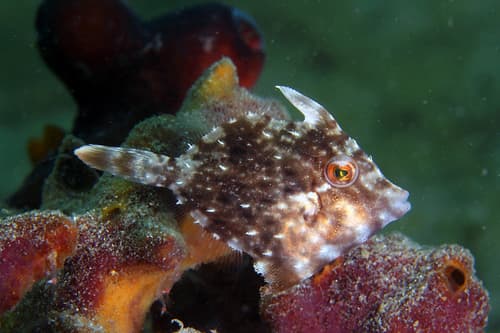 Pygmy Filefish