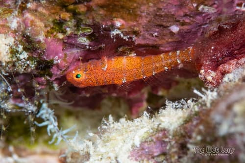 Pygmy Goby