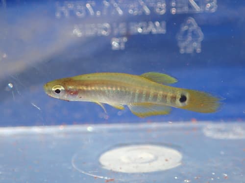 Pygmy Killifish