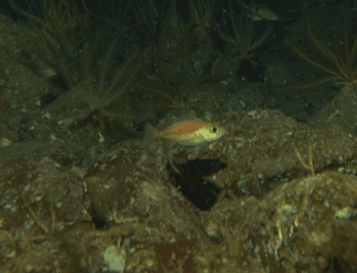Pygmy Rockfish