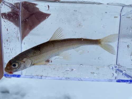 Pygmy Whitefish