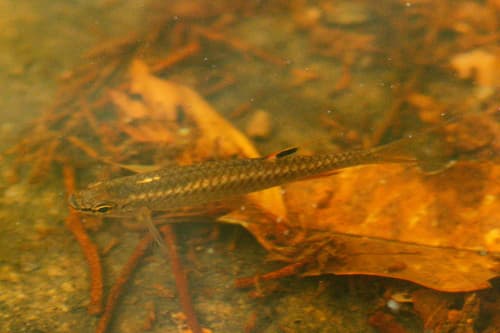 Pyrrhulina filamentosa