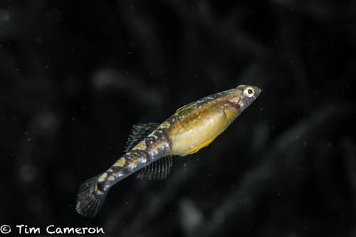 Quagga Goby