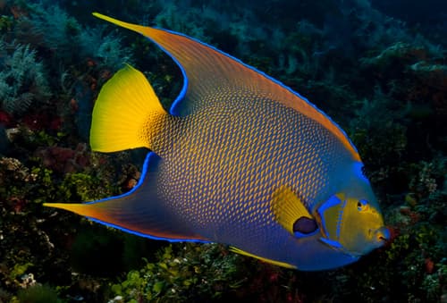 Queen Angelfish