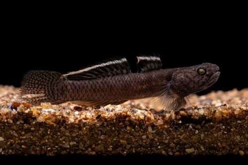 Queen of Siam Goby