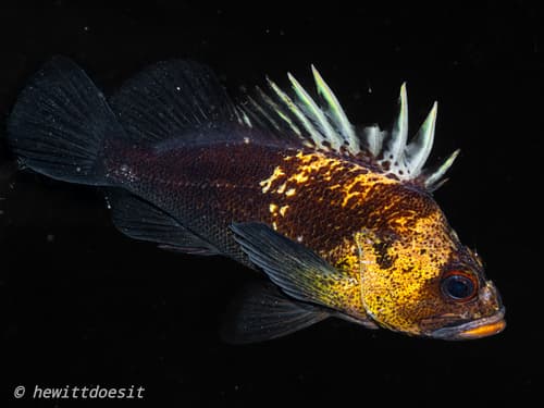Quillback Rockfish