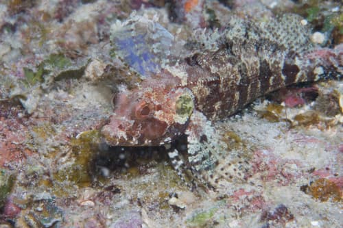 Quillfin Blenny