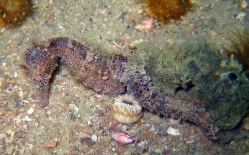 Réunion Seahorse