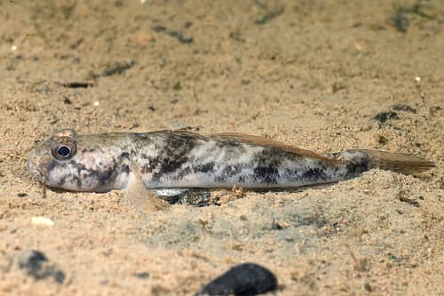 Racer Goby