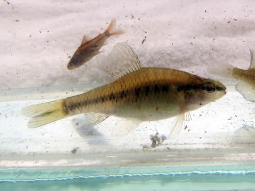 Rachov's Darter