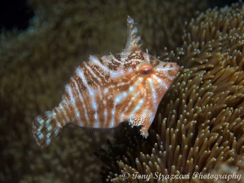 Radial Leatherjacket